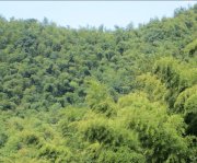 竹子的特點有哪些？